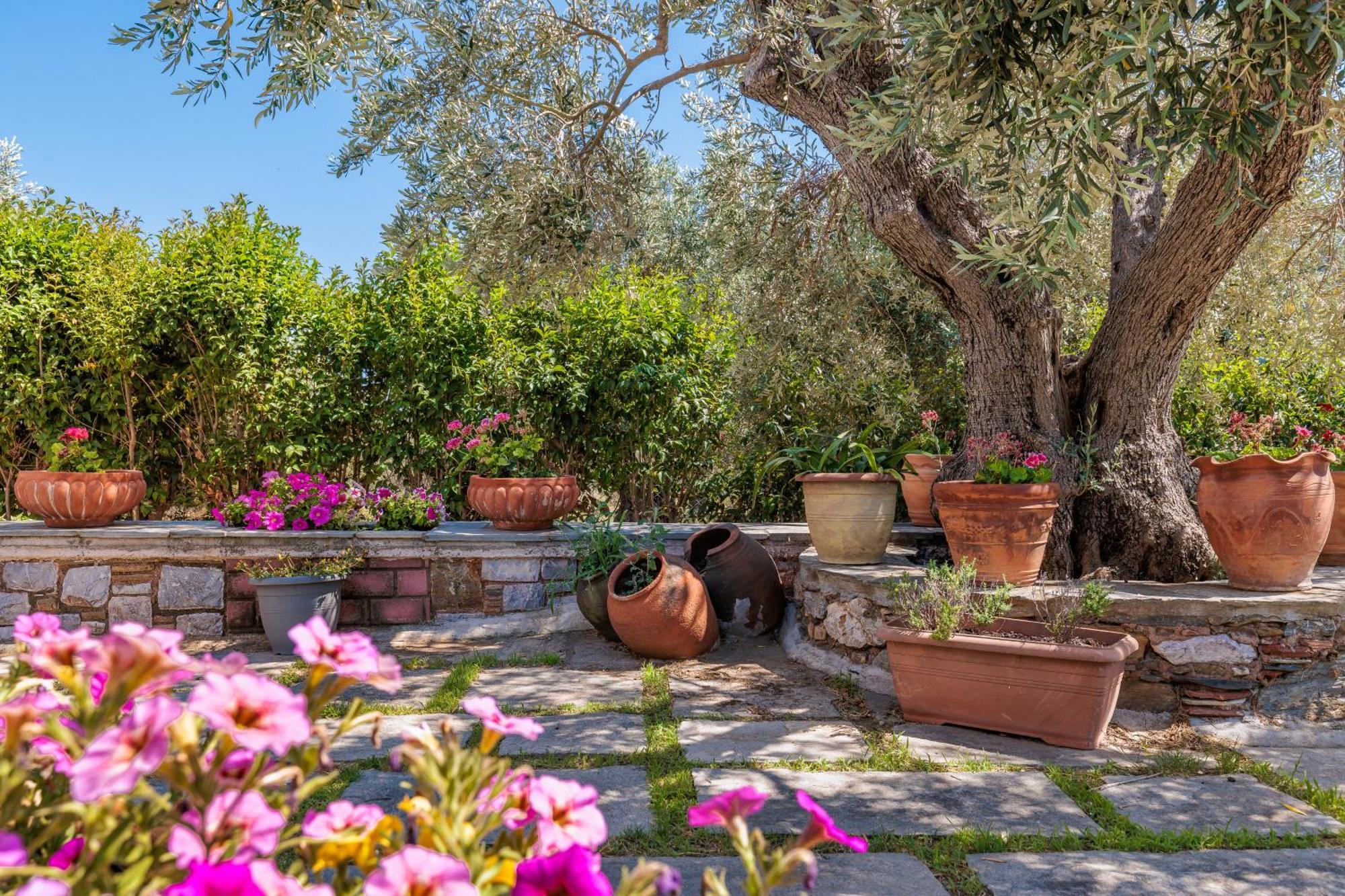 Aretousa Studios & Apartments Skopelos Zewnętrze zdjęcie